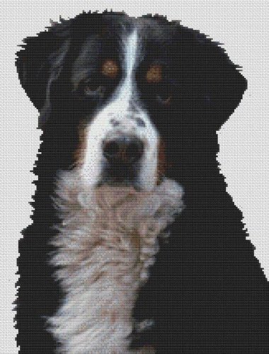 (image for) Bernese Mountain Dog 2